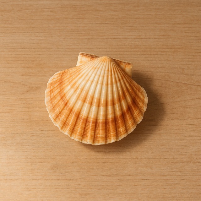La coquille Saint-Jacques